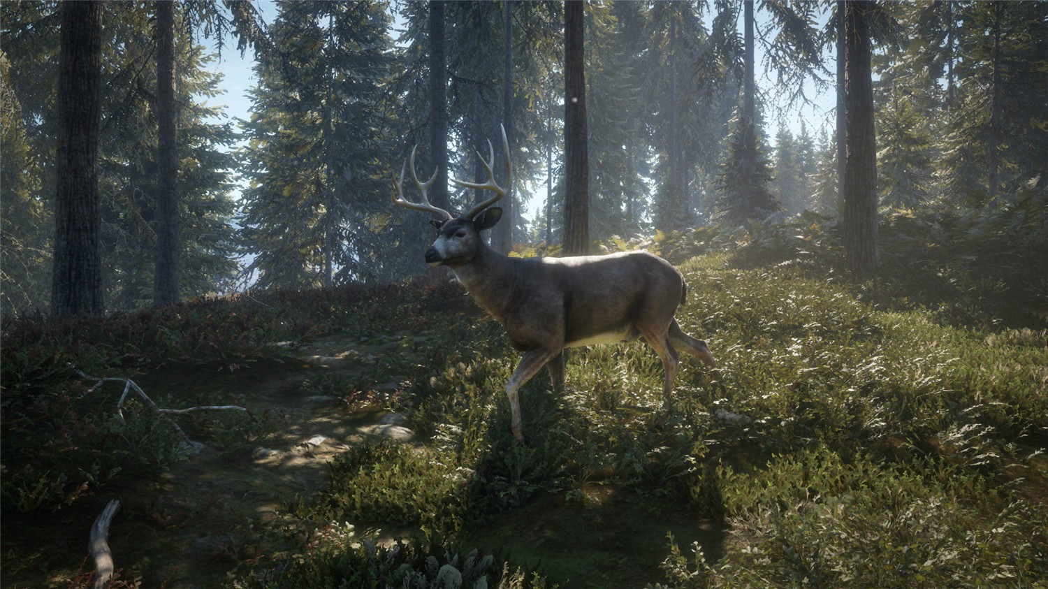 猎人:荒野的召唤/theHunter: Call of the Wild